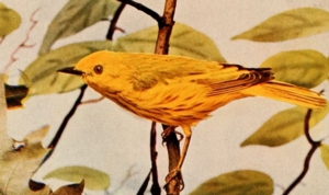 Animal Friday - Bird Migration